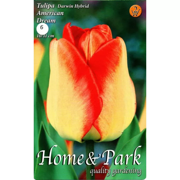 Tulipa American Dream / Tulipán American Dream 6 db (LA)