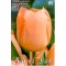 Tulipa Apricot Beauty / Egyszerű virágú korai tulipán 7 db (LA)