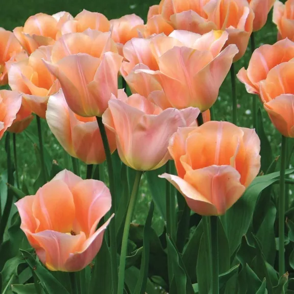 Tulipa Apricot Beauty / Egyszerű virágú korai tulipán 7 db (LA)