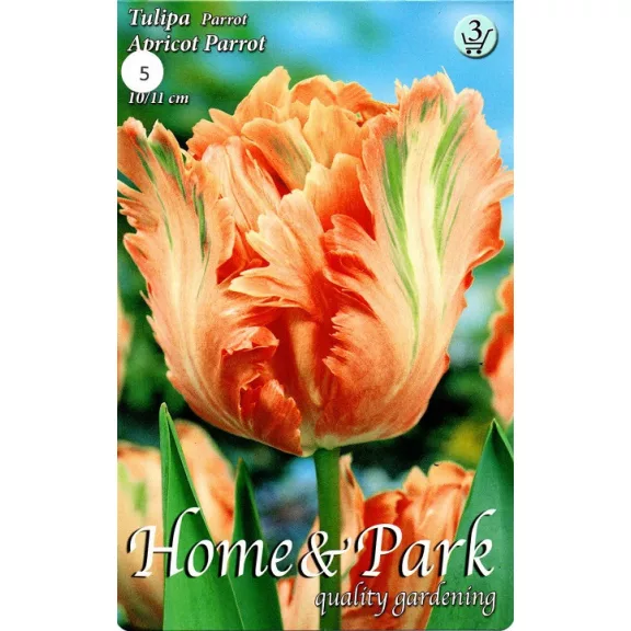 Tulipa Apricot Parrot / Papagájvirágú tulipán 5 db (LA)