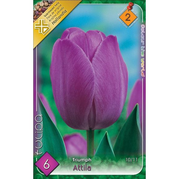 Tulipa Attila / Tulipán Attila 6 db (LA)