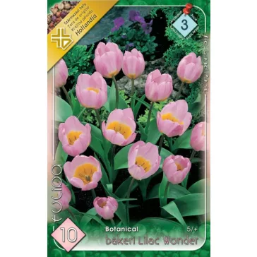 Tulipa bakeri Lilac Wonder / Botanikai tulipán 10 db (LA)