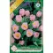 Tulipa bakeri Lilac Wonder / Botanikai tulipán 10 db (LA)