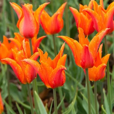 Tulipa Ballerina / Tulipán Ballerina 6 db (LA)