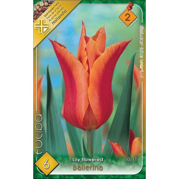 Tulipa Ballerina / Tulipán Ballerina 6 db (LA)