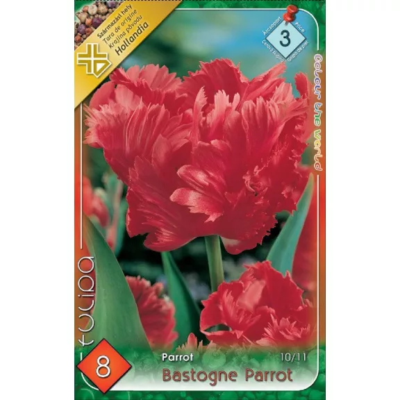 Tulipa Bastogne Parrot / Papagájvirágú tulipán 8 db (LA)