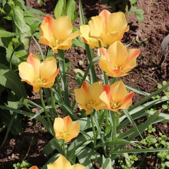 Tulipa batalinii Bronz Charme / Botanikai tulipán 10 db (LA)