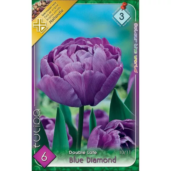 Tulipa Blue Diamond / Teltvirágú késői tulipán 6 db (LA)