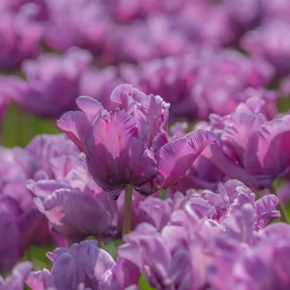 Tulipa Blue Parrot/ Rai/ Papagájvirágú tulipán 10 db (LA)