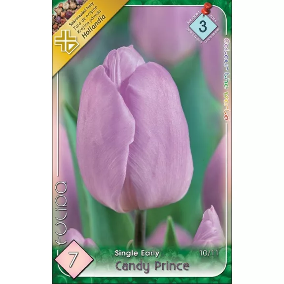 Tulipa Candy Prince / Egyszerű virágú korai tulipán 7 db (LA)