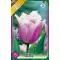 Tulipa Canova / Tulipán Canova rojtos szirmú 8 db (LA)