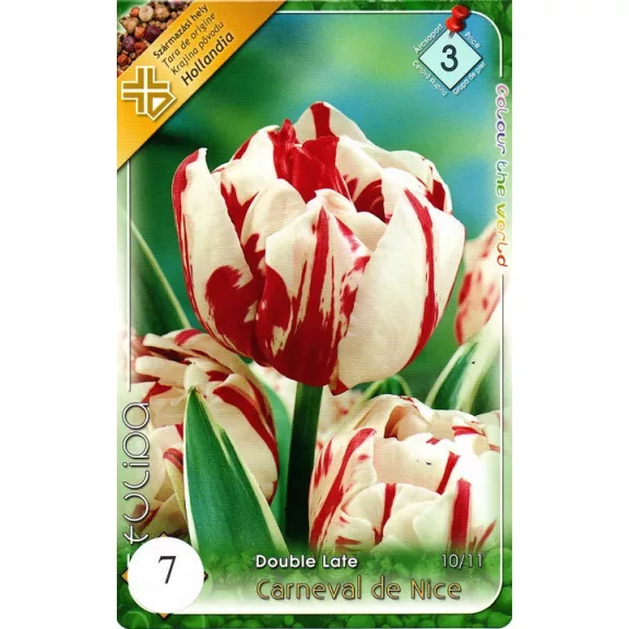Tulipa Carneval de Nice / Teltvirágú késői tulipán 7 db (LA)