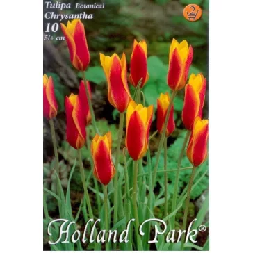 Tulipa Chrysantha / Botanikai tulipán Chrysantha 10 db (LA)