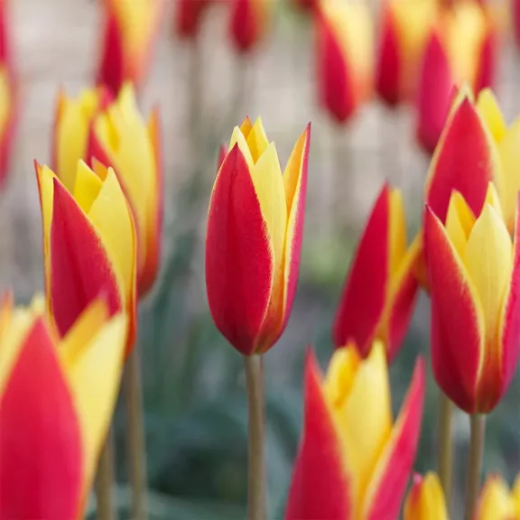 Tulipa Chrysantha / Botanikai tulipán Chrysantha 10 db (LA)