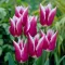 Tulipa Claudia / Tulipán Claudia 6 db (LA)