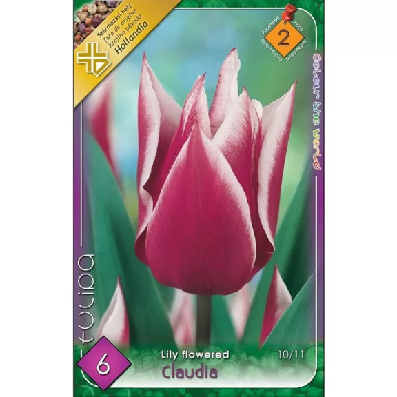 Tulipa Claudia / Tulipán Claudia 6 db (LA)