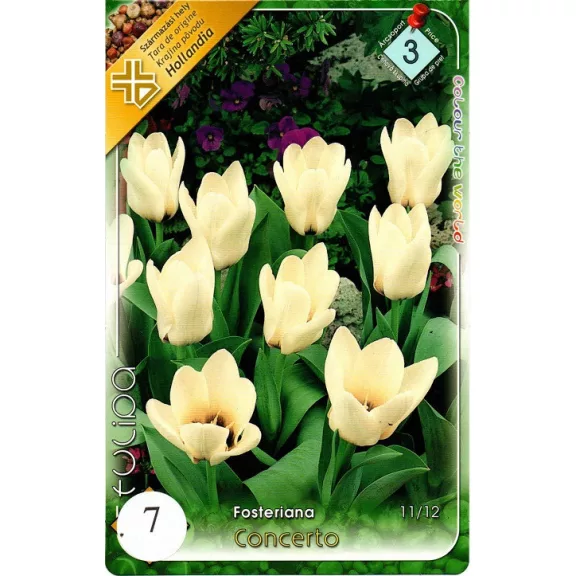 Tulipa Concerto / Fosteriana tulipán 7 db (LA)
