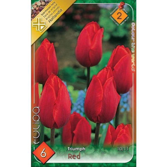 Tulipa Triumph Red / Tulipán piros 6 db (LA)