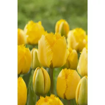   Tulipa Crystal Star / Tulipán Crystal Star rojtos szirmú 8 db (LA)