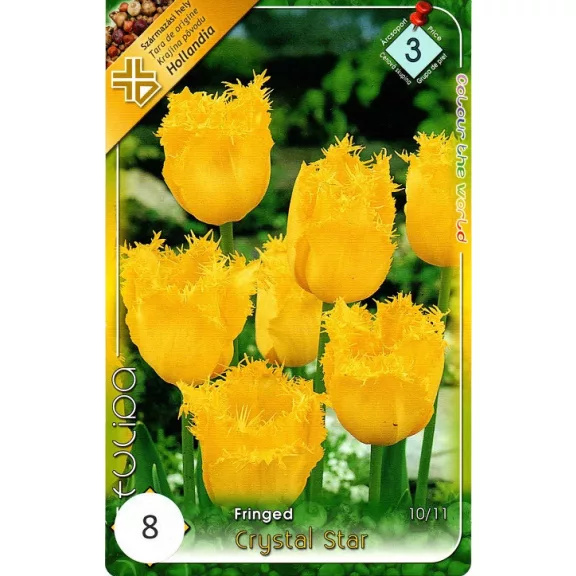 Tulipa Crystal Star / Tulipán Crystal Star rojtos szirmú 8 db (LA)