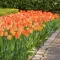 Tulipa Daydream / Tulipán Daydream 8 db (LA)