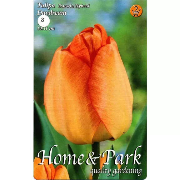 Tulipa Daydream / Tulipán Daydream 8 db (LA)