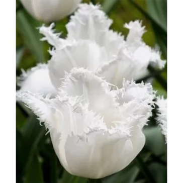 Tulipa Daytona / Tulipán Daytona rojtos szirmú 10 db (LA)