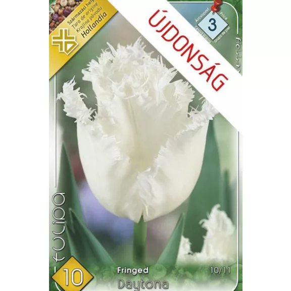 Tulipa Daytona / Tulipán Daytona rojtos szirmú 10 db (LA)