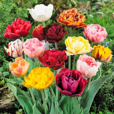   Tulipa Double early mixed / Teltvirágú színkeverék Tulipán 10 db (LA)