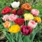 Tulipa Double early mixed / Teltvirágú színkeverék Tulipán 10 db (LA)