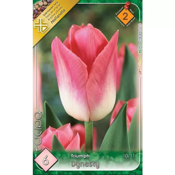Tulipa Dynasty / Triumph tulipán 6 db (LA)
