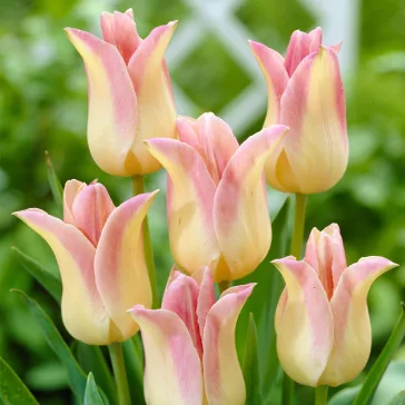 Tulipa Elegant Lady / Tulipán Elegant Lady 6 db (LA)