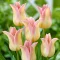 Tulipa Elegant Lady / Tulipán Elegant Lady 6 db (LA)