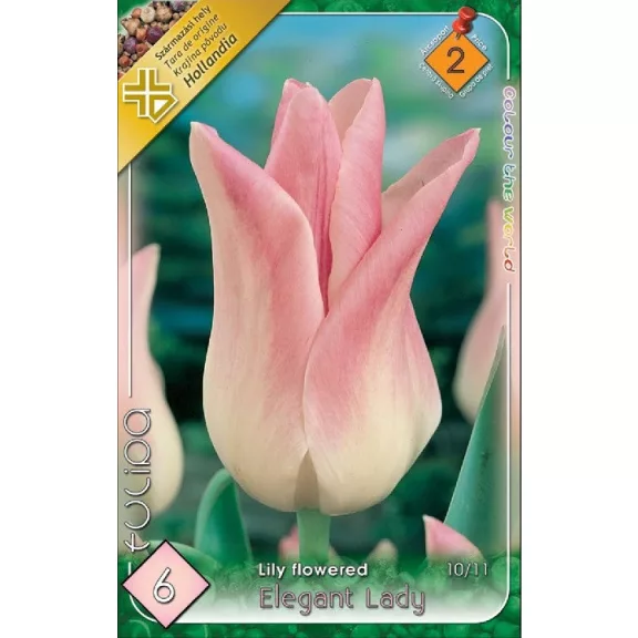 Tulipa Elegant Lady / Tulipán Elegant Lady 6 db (LA)