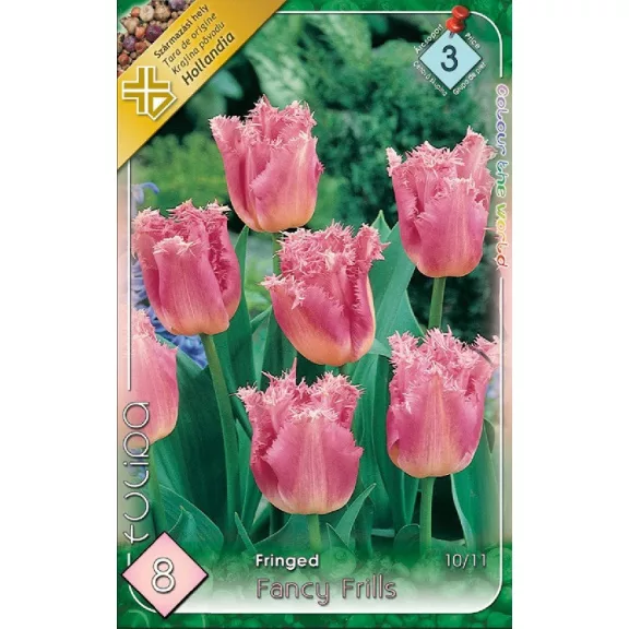 Tulipa Fancy Frills / Tulipán Fancy Frills rojtos szirmú 8 db (LA)