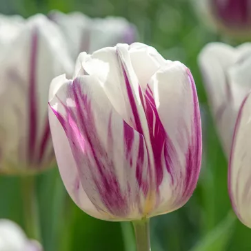   Tulipa Flaming Flag / Egyszerű virágú korai tulipán 6 db (LA)