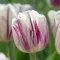 Tulipa Flaming Flag / Egyszerű virágú korai tulipán 6 db (LA)