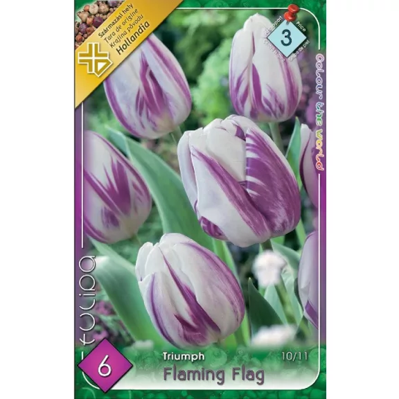Tulipa Flaming Flag / Egyszerű virágú korai tulipán 6 db (LA)