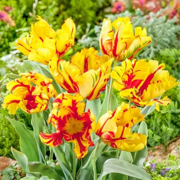 Tulipa Flaming Parrot / Papagájvirágú tulipán 5 db (LA)