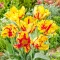 Tulipa Flaming Parrot / Papagájvirágú tulipán 5 db (LA)