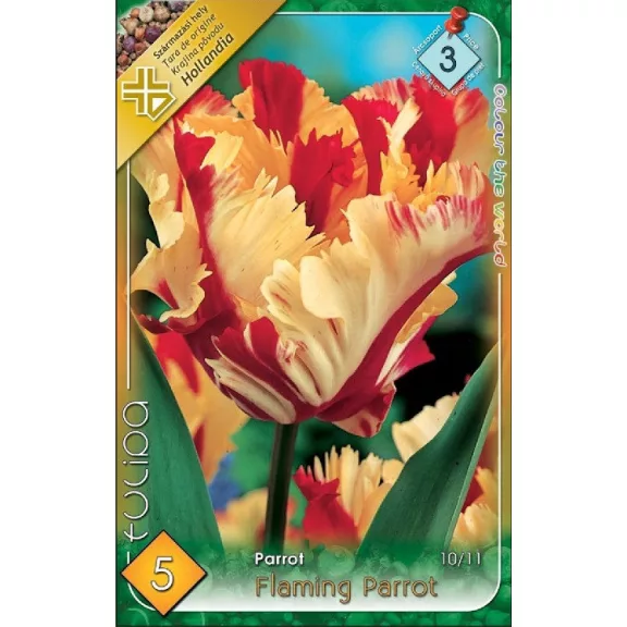 Tulipa Flaming Parrot / Papagájvirágú tulipán 5 db (LA)