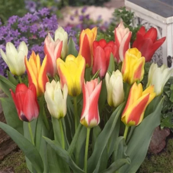 Tulipa Fosteriana mix / Fosteriana tulipán színkeverék 10 db (LA)