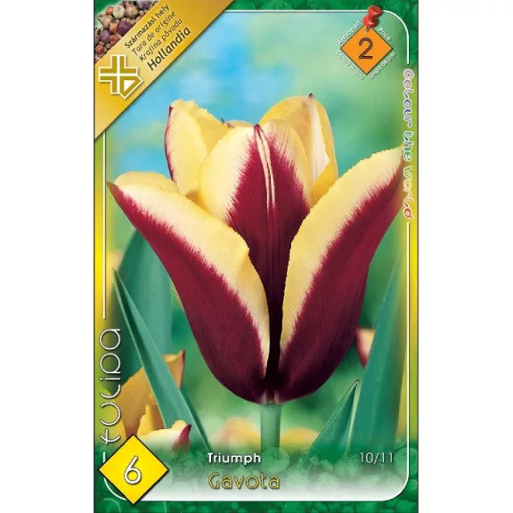 Tulipa Gavota / Tulipán Gavota 6 db (LA)