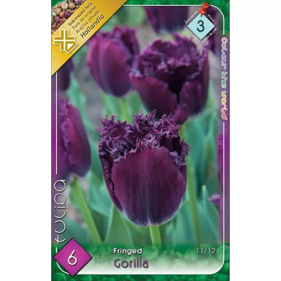 Tulipa Gorilla / Tulipán Gorilla rojtos szirmú 6 db (LA)