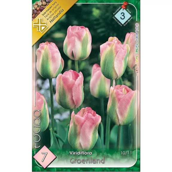 Tulipa Groenland / Viridiflora tulipán 7 db (LA)