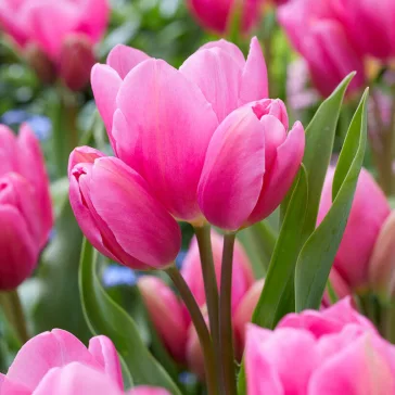 Tulipa Happy Family / Csokros tulipán 8 db (LA)