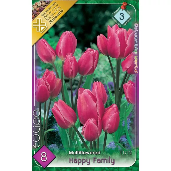 Tulipa Happy Family / Csokros tulipán 8 db (LA)