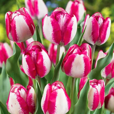 Tulipa Hotpants / Triumph tulipán 7 db (LA)