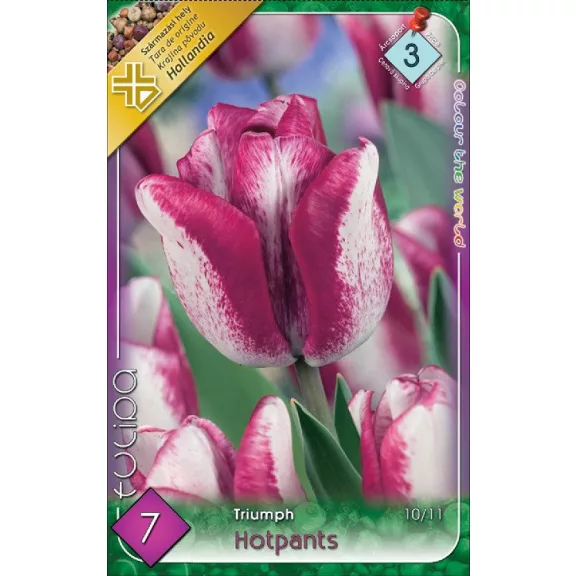 Tulipa Hotpants / Triumph tulipán 7 db (LA)