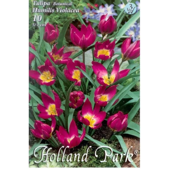 Tulipa Humilis Violacea / Botanikai tulipán 10 db (LA)